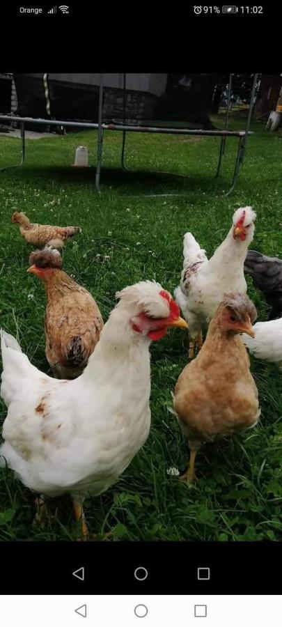 Agroturystyka Pod Lasem Poronin Exterior foto