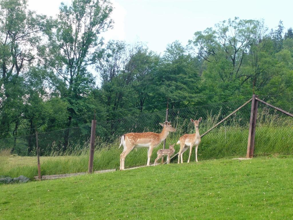 Agroturystyka Pod Lasem Poronin Exterior foto